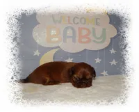 DOODLES*AKC*, a male Shih Tzu for sale in Lawrenceburg, TN – 6 of 9