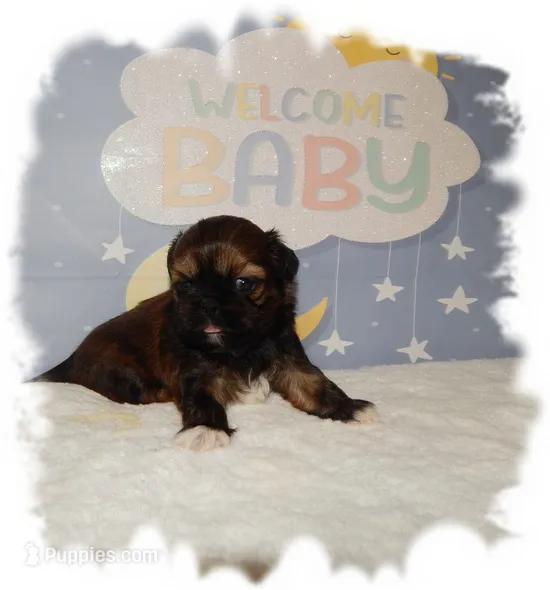 Puddles AKC – Shih Tzu puppy for sale in Lawrenceburg, TN
