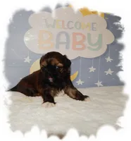 Puddles AKC, a male Shih Tzu for sale in Lawrenceburg, TN – 1 of 10
