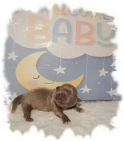 PUDDLES*AKC*, a male Shih Tzu for sale in Lawrenceburg, TN – 8 of 10