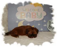 DOODLES*AKC*, a male Shih Tzu for sale in Lawrenceburg, TN – 5 of 8