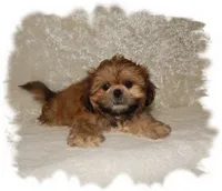 Wishes*AKC*, a male Shih Tzu for sale in Lawrenceburg, TN – 2 of 8