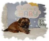 Wishes*AKC*, a male Shih Tzu for sale in Lawrenceburg, TN – 3 of 6