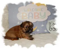 Wishes*AKC*, a male Shih Tzu for sale in Lawrenceburg, TN – 4 of 6