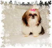 Puddles AKC, a male Shih Tzu for sale in Lawrenceburg, TN – 6 of 7