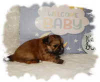 Wishes*AKC*, a male Shih Tzu for sale in Lawrenceburg, TN – 6 of 6