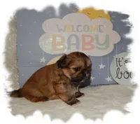 Wishes*AKC*, a male Shih Tzu for sale in Lawrenceburg, TN – 2 of 6