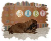 Snuggles AKC, a male Shih Tzu for sale in Lawrenceburg, TN – 3 of 7
