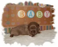 PUDDLES*AKC*, a male Shih Tzu for sale in Lawrenceburg, TN – 3 of 5