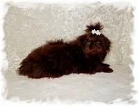 DOODLES*AKC*, a male Shih Tzu for sale in Lawrenceburg, TN – 9 of 9
