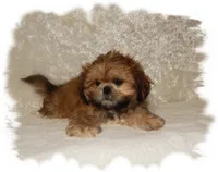 Wishes*AKC*, a male Shih Tzu for sale in Lawrenceburg, TN – 3 of 8