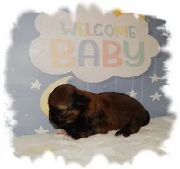 Puddles AKC, a male Shih Tzu for sale in Lawrenceburg, TN – 5 of 10