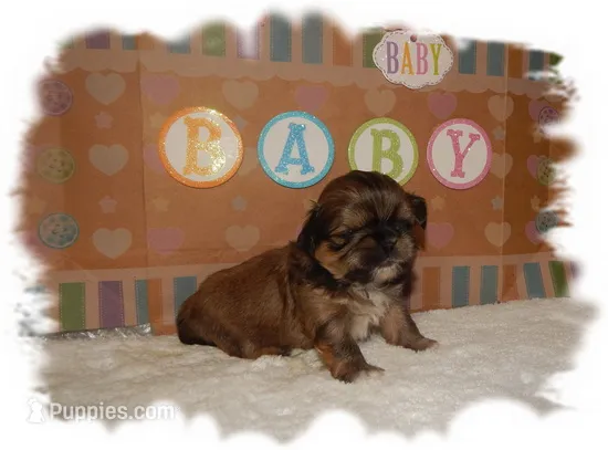 Snuggles AKC – Shih Tzu puppy for sale in Lawrenceburg, TN