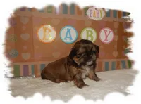 Snuggles AKC, a male Shih Tzu for sale in Lawrenceburg, TN – 1 of 7