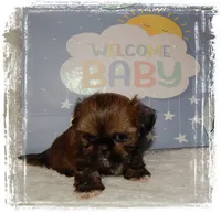 PUDDLES*AKC*, a male Shih Tzu for sale in Lawrenceburg, TN – 5 of 6