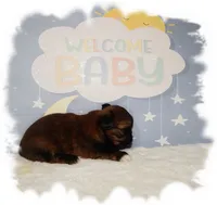 Puddles AKC, a male Shih Tzu for sale in Lawrenceburg, TN – 3 of 8