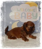 DOODLES*AKC*, a male Shih Tzu for sale in Lawrenceburg, TN – 8 of 8