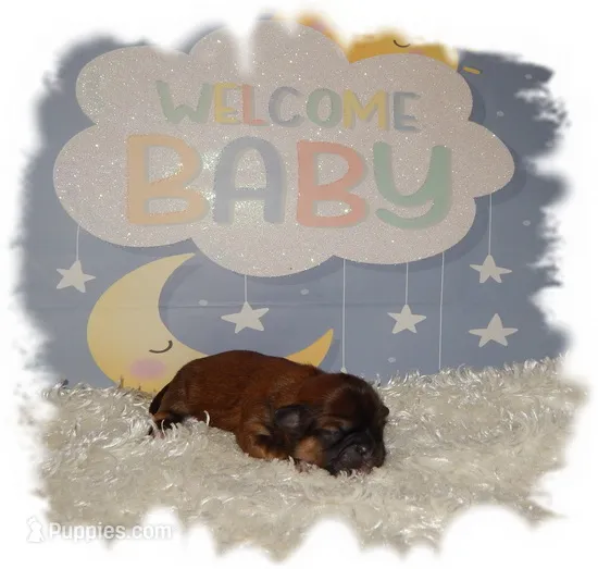 Wishes*AKC* – Shih Tzu puppy for sale in Lawrenceburg, TN