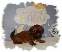 DOODLES*AKC*, a male Shih Tzu for sale in Lawrenceburg, TN – 6 of 8