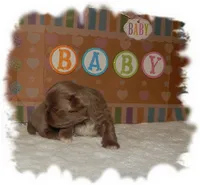 PUDDLES*AKC*, a male Shih Tzu for sale in Lawrenceburg, TN – 2 of 5