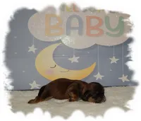 Snuggles AKC, a male Shih Tzu for sale in Lawrenceburg, TN – 4 of 6