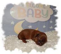 DOODLES*AKC*, a male Shih Tzu for sale in Lawrenceburg, TN – 2 of 9