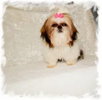 DOODLES*AKC*, a male Shih Tzu for sale in Lawrenceburg, TN – 8 of 9
