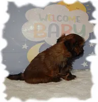 PUDDLES*AKC*, a male Shih Tzu for sale in Lawrenceburg, TN – 6 of 6
