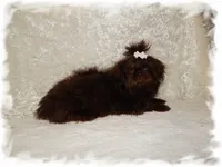 DOODLES*AKC*, a male Shih Tzu for sale in Lawrenceburg, TN – 8 of 9