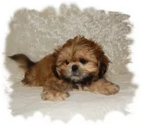 Wishes*AKC*, a male Shih Tzu for sale in Lawrenceburg, TN – 4 of 8