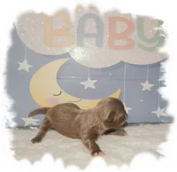 PUDDLES*AKC*, a male Shih Tzu for sale in Lawrenceburg, TN – 5 of 10