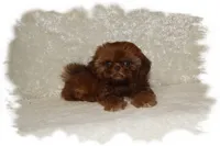 PUDDLES*AKC*, a male Shih Tzu for sale in Lawrenceburg, TN – 2 of 9