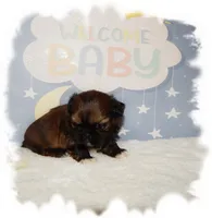 Puddles AKC, a male Shih Tzu for sale in Lawrenceburg, TN – 4 of 10