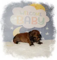 Wishes*AKC*, a male Shih Tzu for sale in Lawrenceburg, TN – 5 of 9