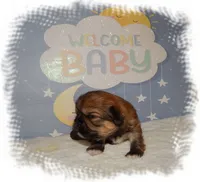 Wishes*AKC*, a male Shih Tzu for sale in Lawrenceburg, TN – 4 of 9