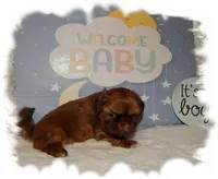 DOODLES*AKC*, a male Shih Tzu for sale in Lawrenceburg, TN – 4 of 8