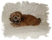 Wishes*AKC*, a male Shih Tzu for sale in Lawrenceburg, TN – 6 of 8