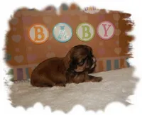 Snuggles AKC, a male Shih Tzu for sale in Lawrenceburg, TN – 2 of 7