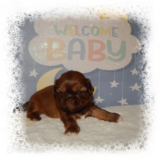 DOODLES*AKC* – Shih Tzu puppy for sale in Lawrenceburg, TN