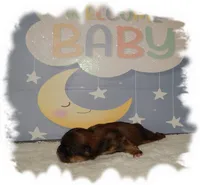 Snuggles AKC, a male Shih Tzu for sale in Lawrenceburg, TN – 5 of 6