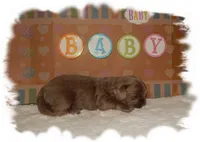 Buttons AKC, a male Shih Tzu for sale in Lawrenceburg, TN – 2 of 6