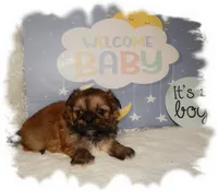 Wishes*AKC*, a male Shih Tzu for sale in Lawrenceburg, TN – 5 of 6