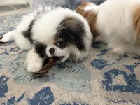 Jinu, a male Japanese Chin for sale in Denver, CO – Photo 3 of 9