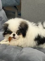 Jinu, a male Japanese Chin for sale in Denver, CO – Photo 4 of 9