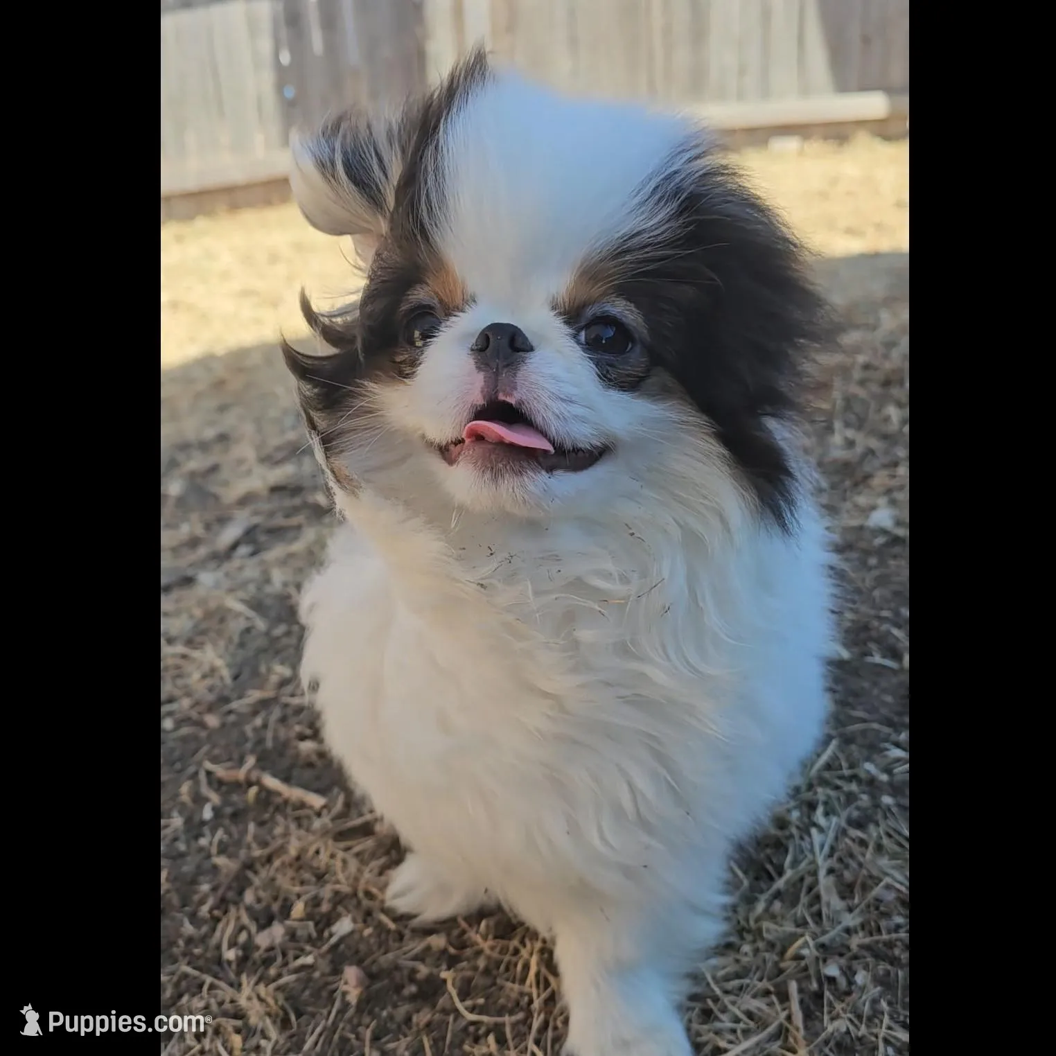 Jinu, a male Japanese Chin for sale in Denver, CO – Photo 5 of 9