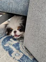 Jinu, a male Japanese Chin for sale in Denver, CO – Photo 8 of 9