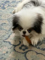 Jinu, a male Japanese Chin for sale in Denver, CO – Photo 2 of 9