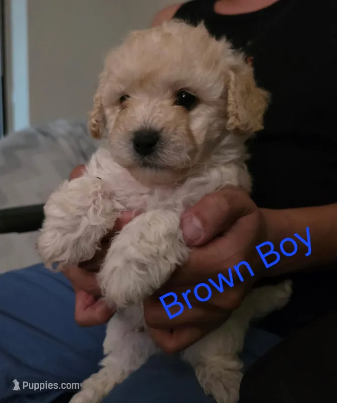 Brown Boy# 1 – Maltipoo puppy for sale in Fresno, CA