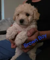 Brown Boy# 1, a male Maltipoo for sale in Fresno, CA – Photo 1 of 2