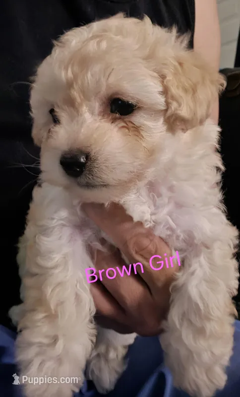 Brown Girl – Maltipoo puppy for sale in Fresno, CA
